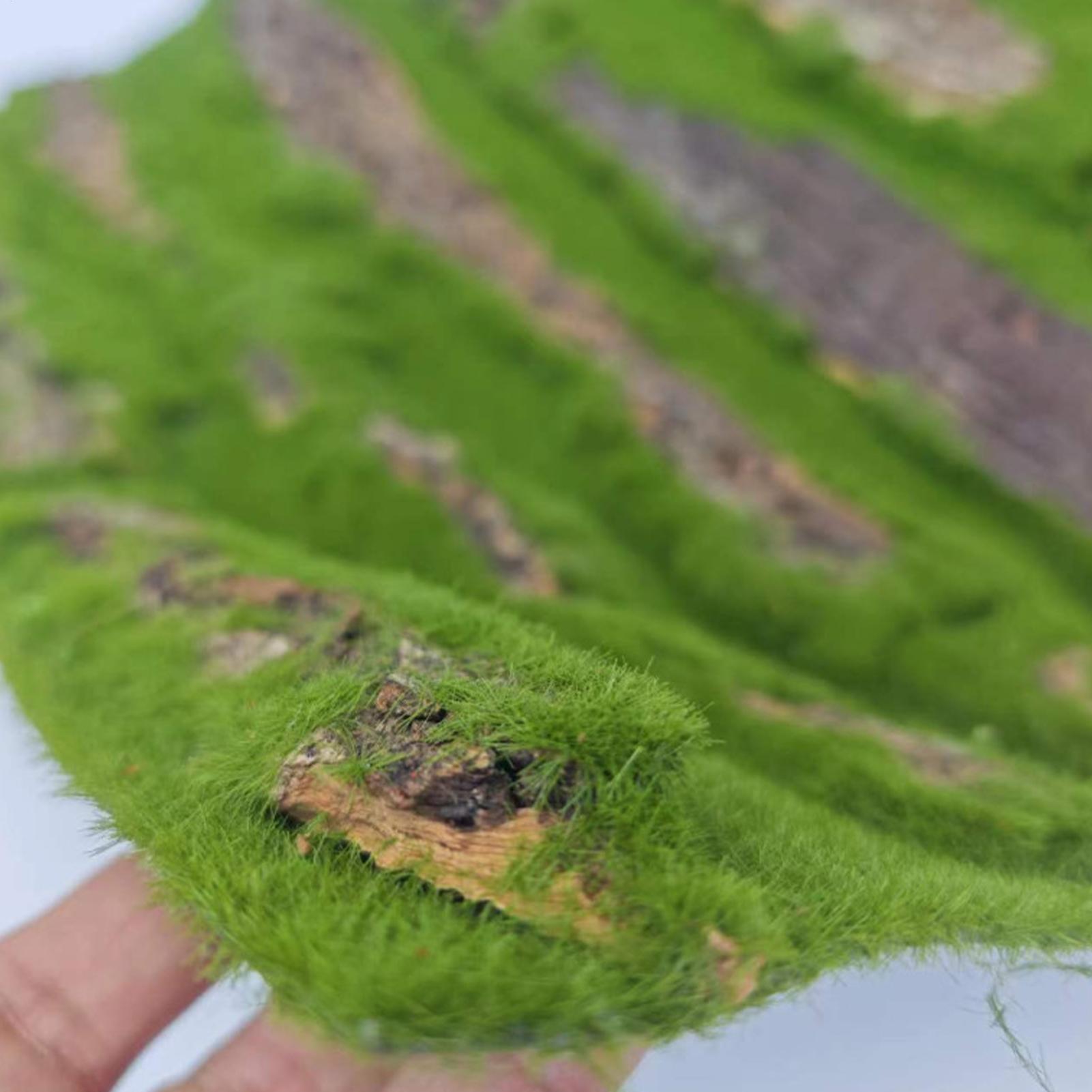 Terrarium Moss Art - Dekorasi Latar Belakang Terarium Reptil, Dekorasi