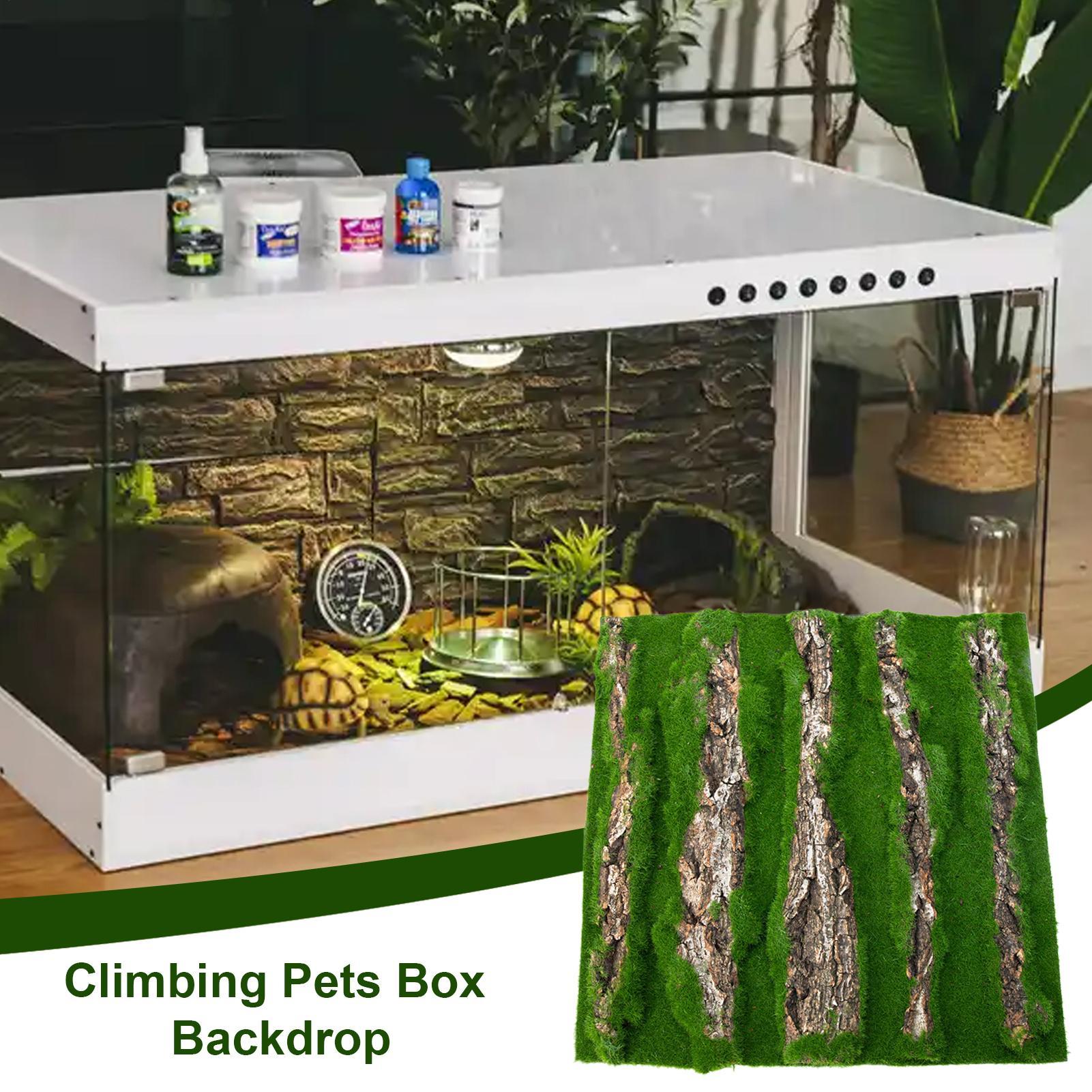 Dekorasi Latar Belakang Terari - Terrarium Moss Art ulasan dan harga