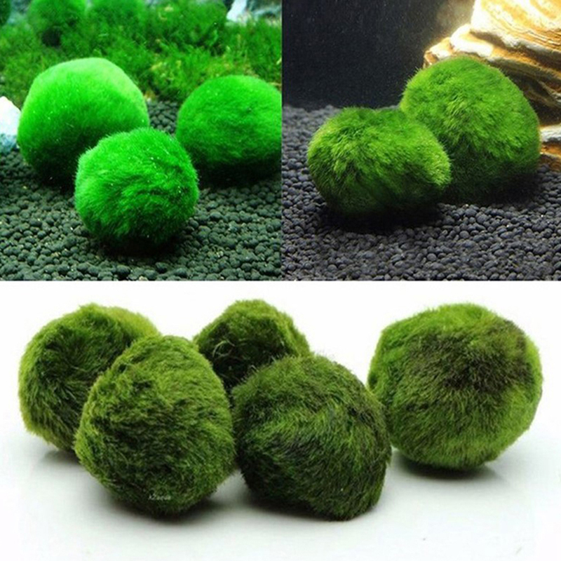 Bola Lumut Marimo Tanaman Akua - Terrarium Moss Art ulasan dan harga